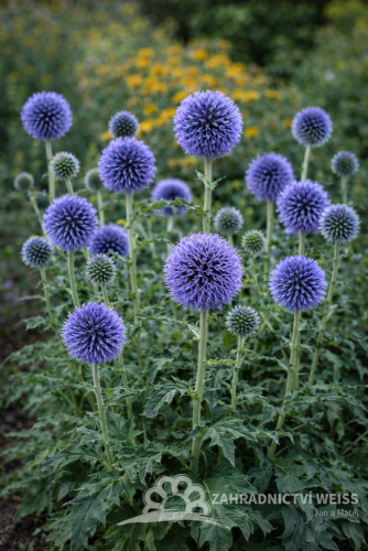 BĚLOTRN MODRÝ - ECHINOPS BANNATICUS BLUE GLOBE