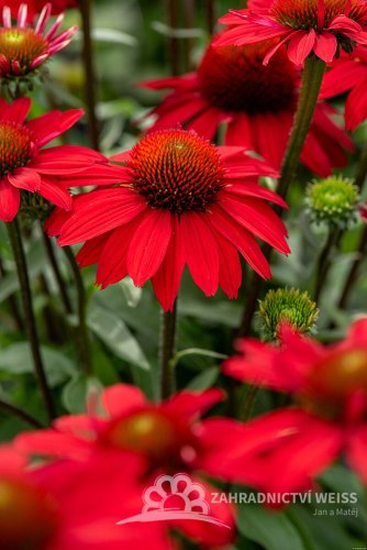 ECHINACEA SUNMAGIC FANTASTIC SCARLET