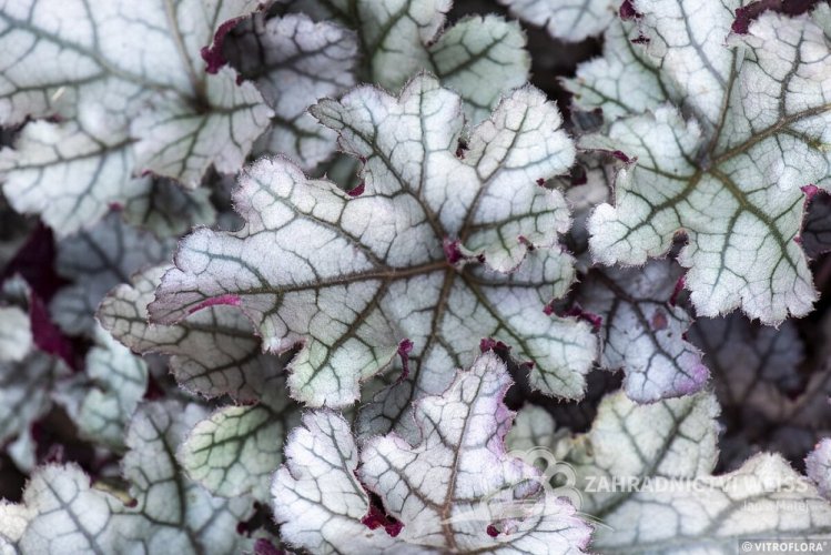 HEUCHERA REX SILVER