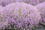 LEVANDULE RŮŽOVÁ - LAVANDULA ANGUSTIFOLIA "ROSEA"