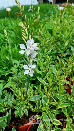 GAURA LIND. CORRIES GOLD