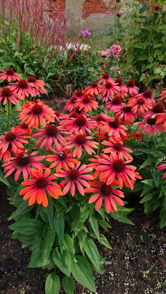 ECHINACEA RED PEARL