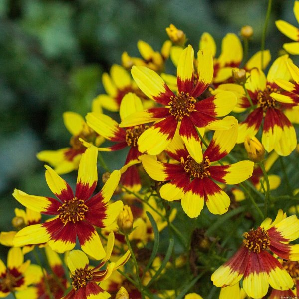 KRASNOOČKO - COREOPSIS VERTICILLATA FIREFLY