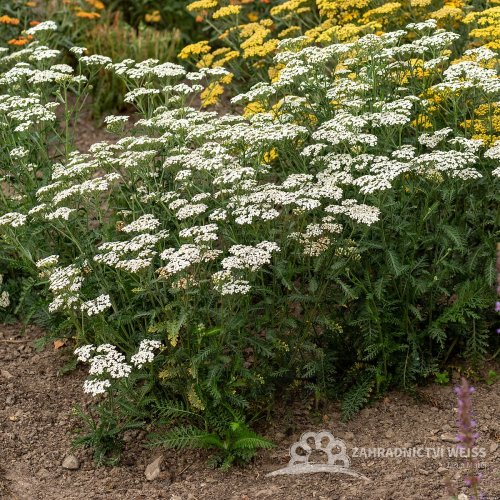 ACHILLEA MILLEFOLIUM SCHNEETALER