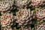 NETŘESK -SEMPERVIVUM HYBR. ROSA MADCHEN