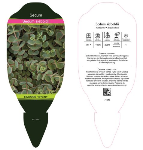 SEDUM SIEBOLDII
