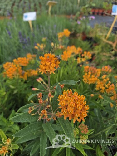 KLEJICHA - "ASCLEPIAS TUBEROSA"