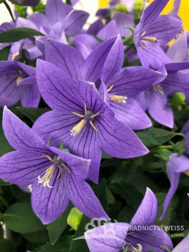 BOUBELKA - PLATYCODON GRAND. TWINKLE BLUE