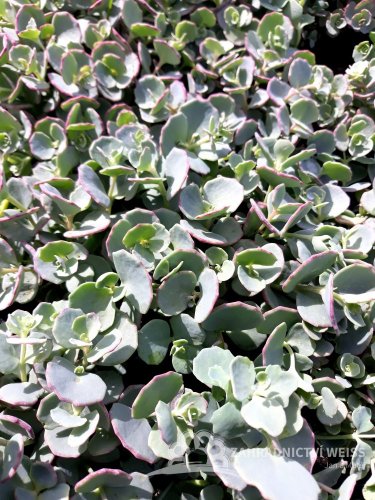 SEDUM SIEBOLDII