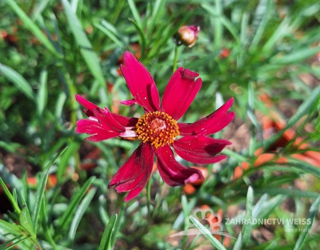 KRÁSNOOČKO - COREOPSIS VERTICILLATA RUBY RED