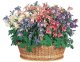 ORLÍČEK – AQUILEGIA CAERULEA SPRING MAGIC ® F1 MIX