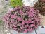 SEDUM SUNSPARKLER " LIME ZINGER"  ®