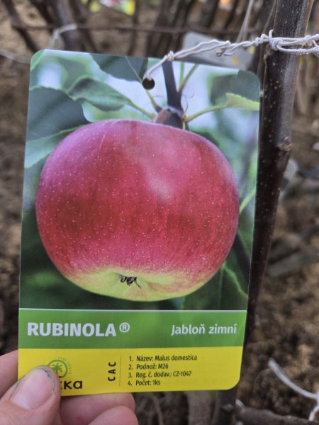 JABLOŇ RUBINOLA - ZIMNÍ