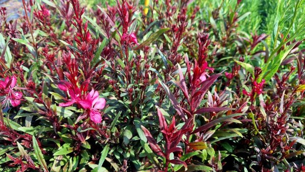 GAURA LINDHEIMERI DARK PINK