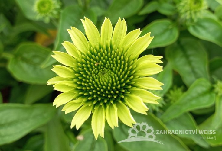 ECHINACEA PUR. PRAIRIE BLAZEGREEN