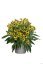 RUDBECKIA SUN KA CHING