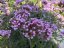 VERBENA RIGIDA SANTOS - SPORÝŠ TUHÝ