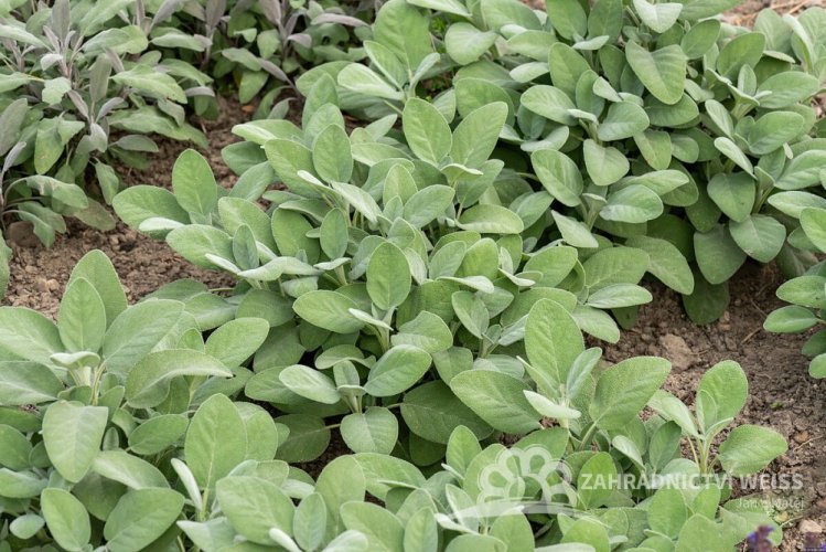 ŠALVĚJ LÉKAŘSKÁ - BABSKÉ UCHO - SALVIA OFFICINALIS BERGGARTEN