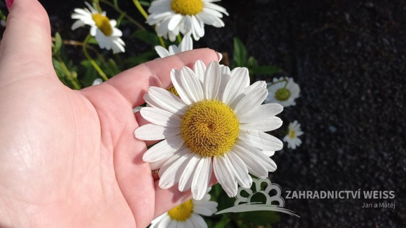 KOPRETINA - LEUCANTHEMUM VULGARE MAIKÖNIGIN