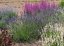 LEVANDULE PROSTŘEDNÁ - LAVANDULA PHENOMENAL