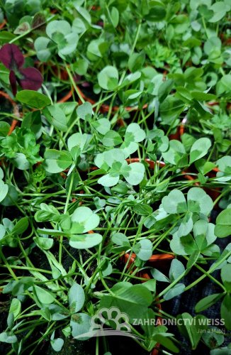 OXALIS ZELENÝ