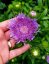 STOKESIA LAEVIS MEL´S BLUE