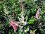 ASTILBE ASTARY MIX - ČECHRAVA - MIX BAREV