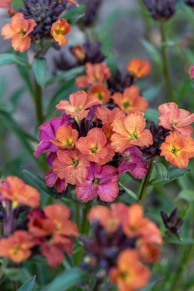TRÝZEL - ERYSIMUM HYBRIDUM CONSTANT CHEER
