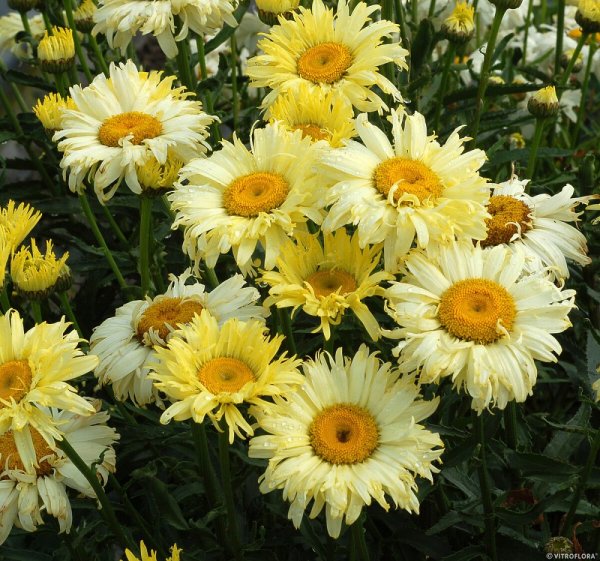 KOPRETINA - LEUCANTHEMUM "GOLDFINCH" ®