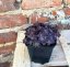 SEDUM SPATHULIFOLIUM - PURPUREUM
