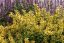 AGASTACHE KUDOS YELLOW
