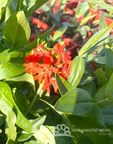 KOHOUTEK PLAMENY – LYCHNIS CHALCEDONICA SCARLET