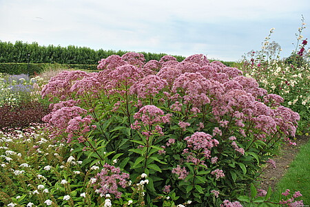 SADEC - EUPATORIUM MACULATUM BABY JOE