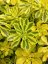 SEDUM KAMTSCHATICUM THE EDGE