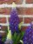 LUPINA - LUPINUS POLYPHYLLUS LEGENDARY BLUE SHADES