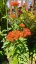 KOHOUTEK PLAMENY – LYCHNIS CHALCEDONICA SCARLET