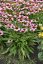 ECHINACEA FOUNTAIN LIGHT PURPLE