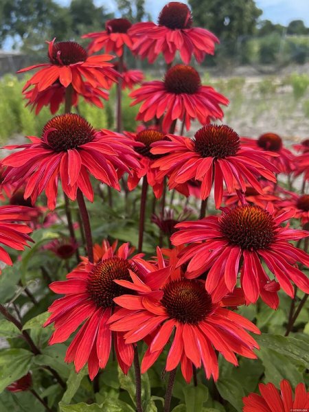 ECHINACEA HYB. HOT SUMMER IMP.