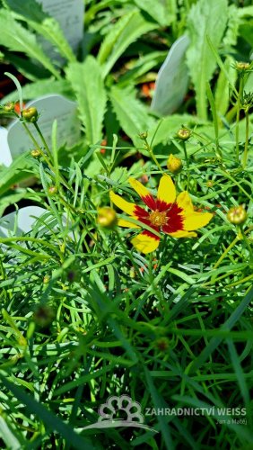 KRASNOOČKO - COREOPSIS VERTICILLATA FIREFLY