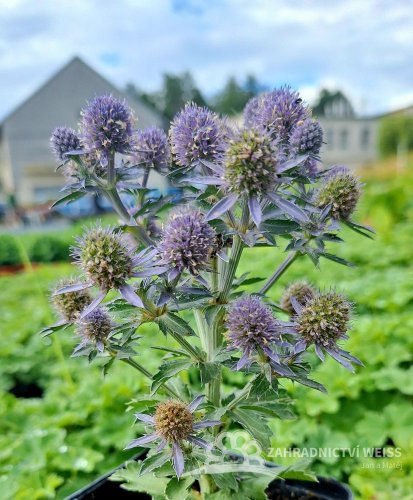 MAČKA - ERYNGIUM PLANUM BLUE HOBIT