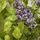 ŠEŘÍK OBECNÝ - SYRINGA VULGARIS AUCUBAEFOLIA