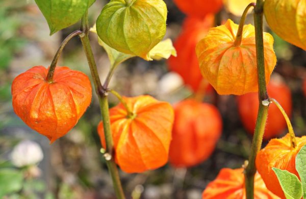 MOCHYNĚ ŽIDOVSKÁ - PHYSALIS ALKEKENGI FRANCHETII
