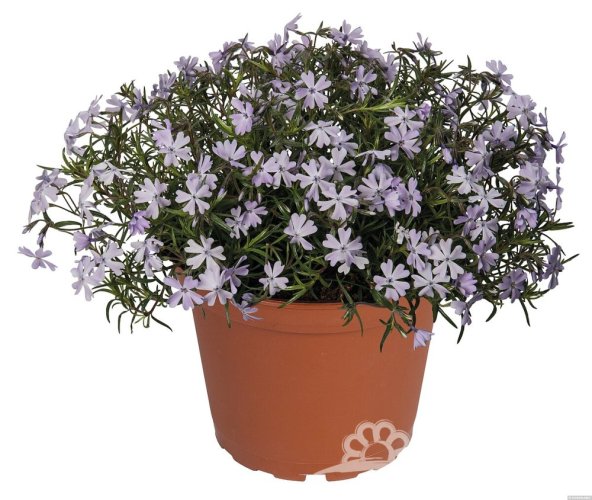 PHLOX SUBULATA SPRING LAVENDER