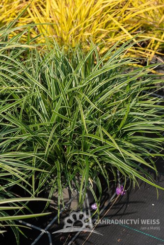 OSTŘICE JAPONSKÁ - CAREX MORROWII „ICE DANCE“