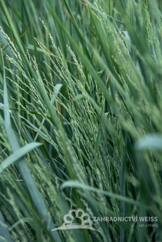 PROSO PRUTNATÉ –  PANICUM VIRGATUM BLUE FOUNTAIN