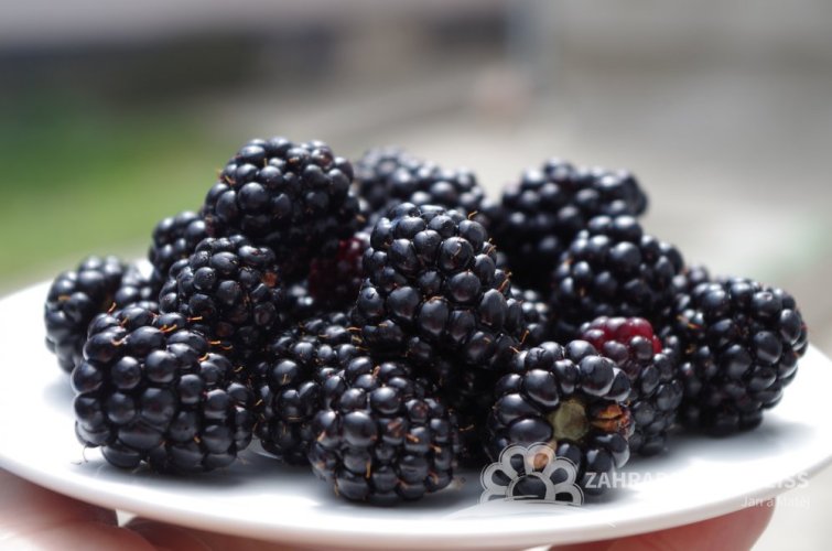 OSTRUŽINA ČAČANSKÁ BESTRNÁ - RUBUS FRUTICOSUS