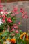 HEUCHERA CORAL FOREST
