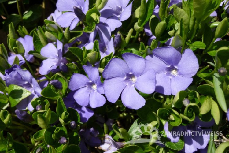 BARVÍNEK MODRÝ- VINCA MINOR BLUE