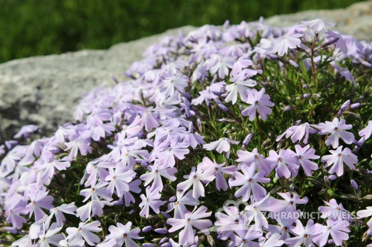 FLOX PLAZIVÝ - PHLOX SUBULATA FABULOUS BLUE VIOLET