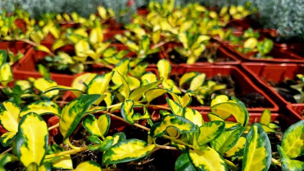 BARVÍNEK - VINCA MINOR ILLUMINATION